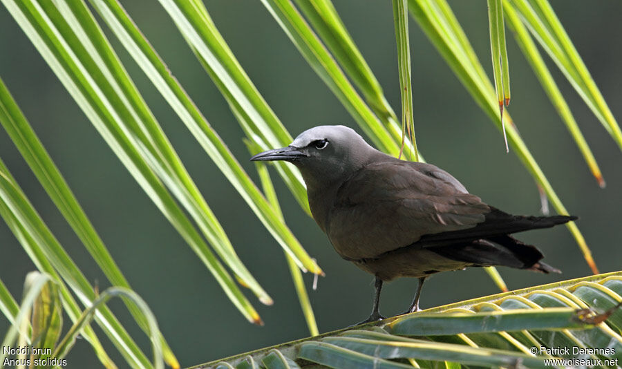 Brown Noddyadult breeding, identification