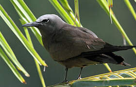 Brown Noddy