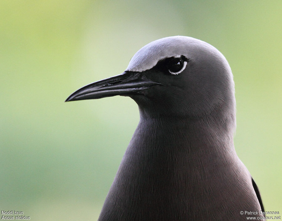 Brown Noddyadult breeding, identification