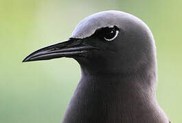 Brown Noddy