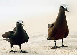 Brown Noddy