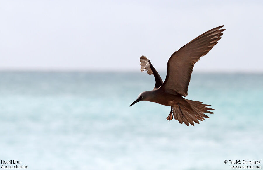 Brown Noddyadult breeding, Flight