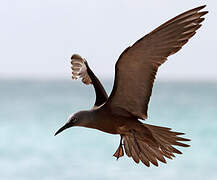 Brown Noddy