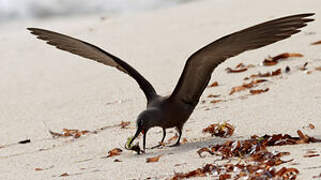 Brown Noddy