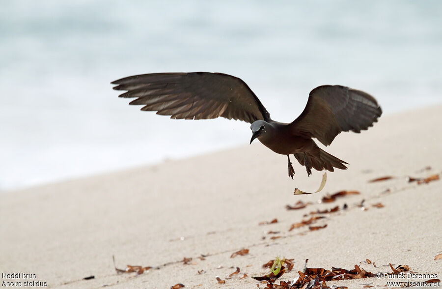 Brown Noddyadult breeding, identification, Flight, Reproduction-nesting, Behaviour