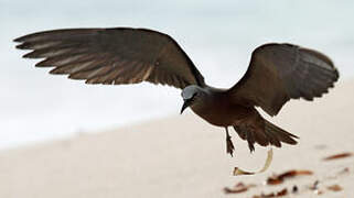 Brown Noddy