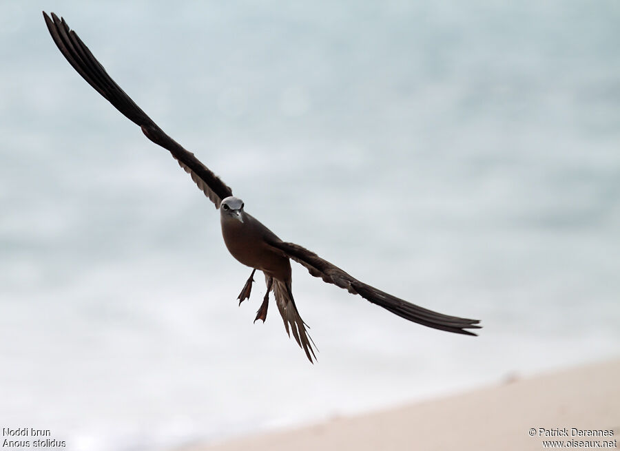 Brown Noddyadult breeding, Flight