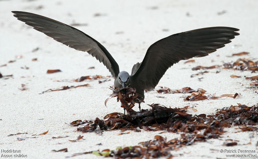 Brown Noddyadult breeding, identification, Flight, Behaviour