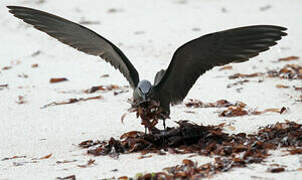 Brown Noddy