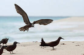 Brown Noddy