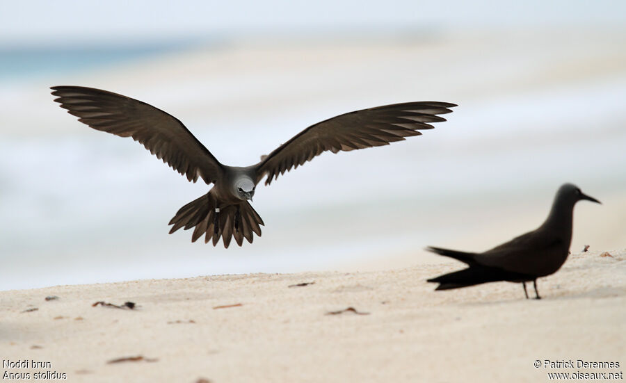 Brown Noddyadult breeding, Flight