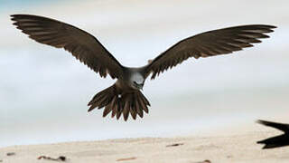 Brown Noddy