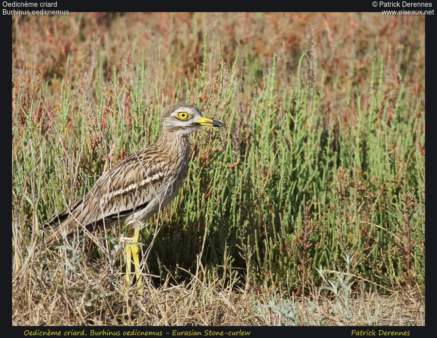 Oedicnème criard, identification, Comportement