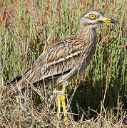 Eurasian Stone-curlew