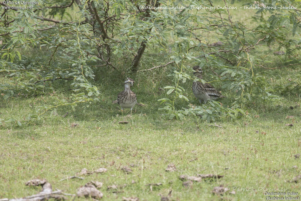 Oedicnème indien, identification, habitat