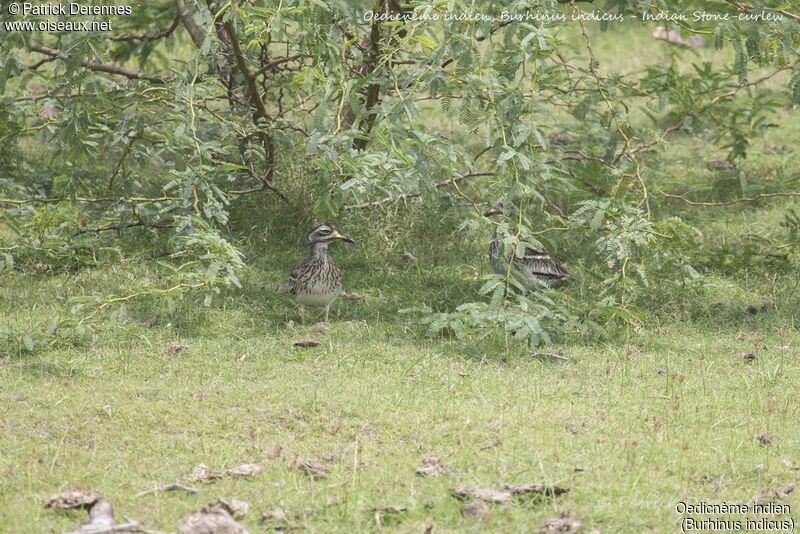 Indian Stone-curlew, identification, habitat
