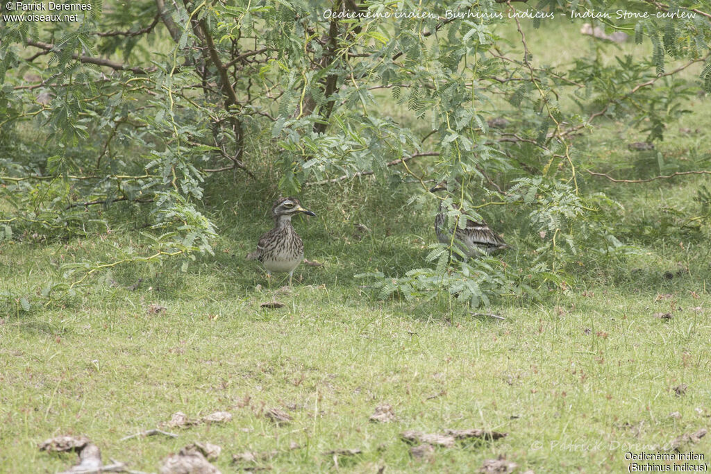 Oedicnème indien, identification, habitat