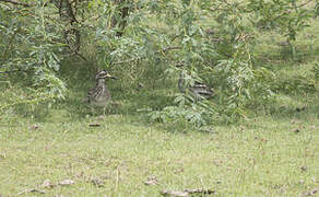 Indian Stone-curlew