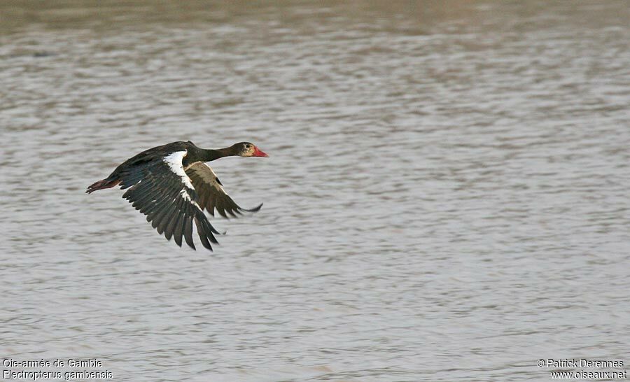 Spur-winged Goose