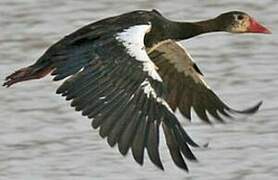 Spur-winged Goose