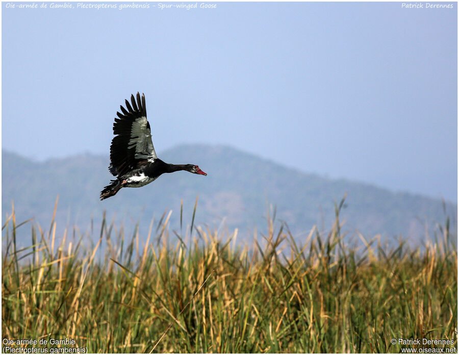 Spur-winged Gooseadult, Flight