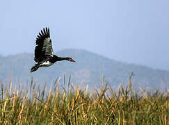 Spur-winged Goose