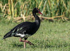 Spur-winged Goose