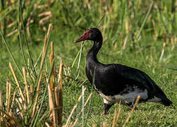 Spur-winged Goose