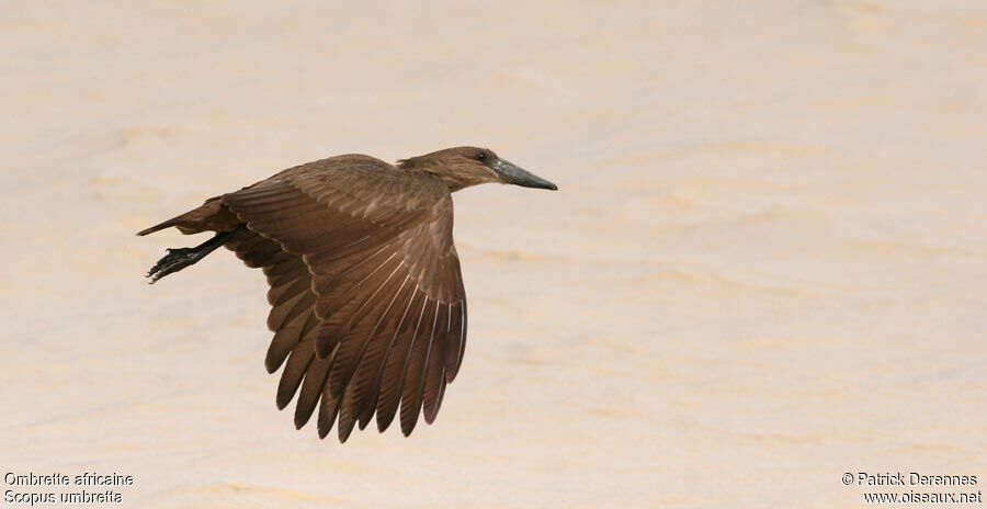 Hamerkop