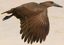 Hamerkop