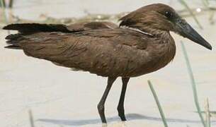 Hamerkop