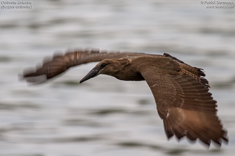 Hamerkop