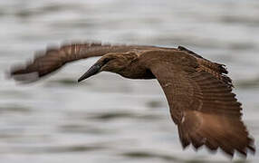 Hamerkop