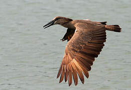 Hamerkop