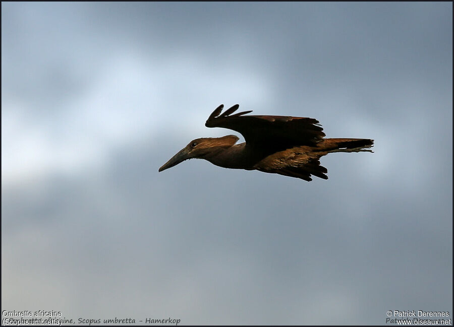 Hamerkopadult, Flight