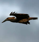 Hamerkop