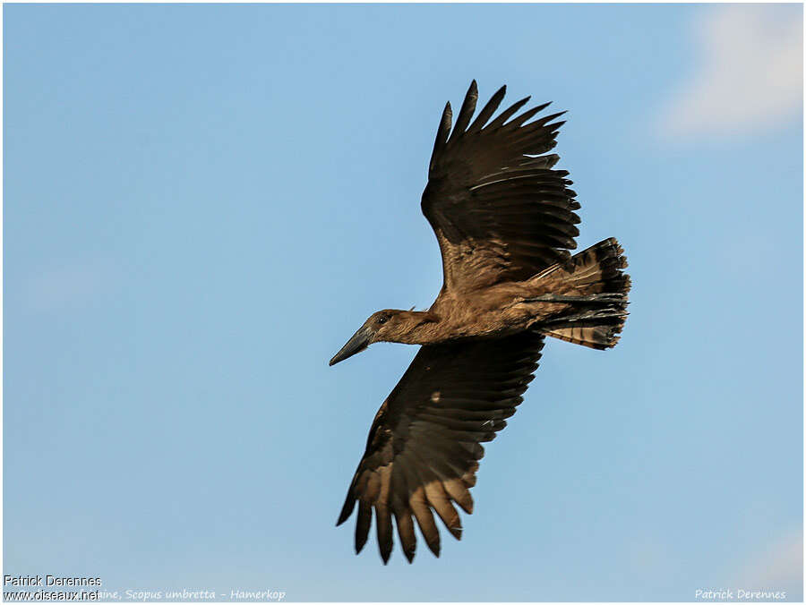 Hamerkopadult, Flight