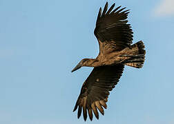 Hamerkop