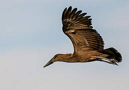 Hamerkop