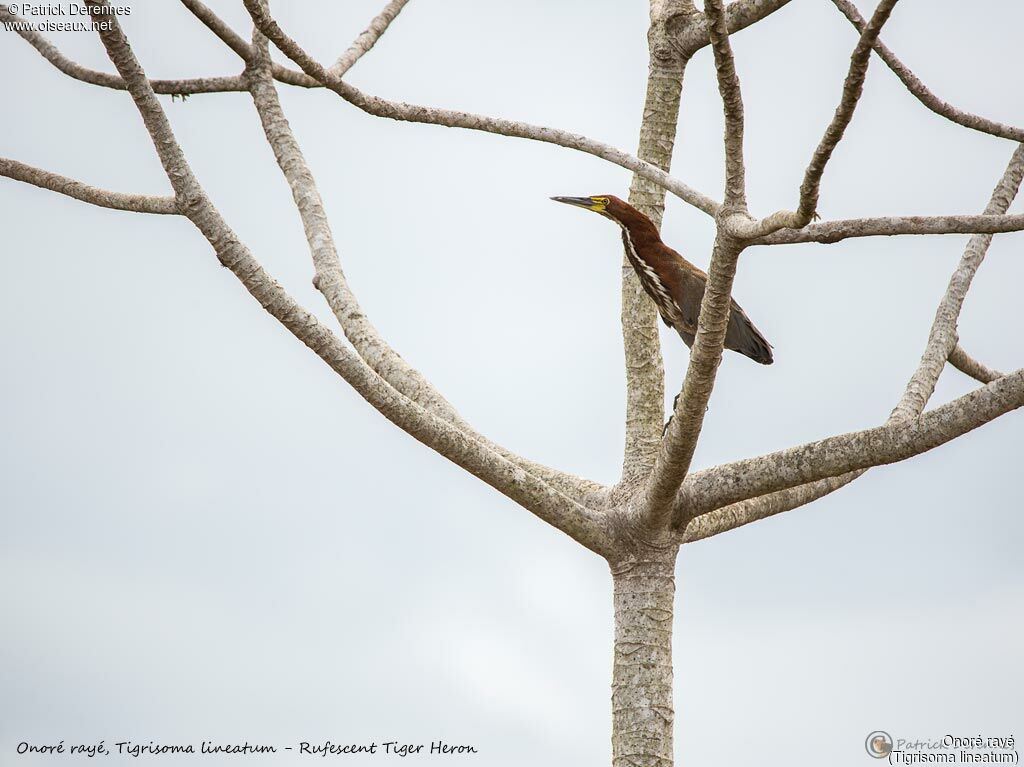 Rufescent Tiger Heron, identification