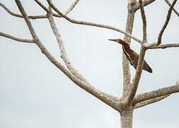 Rufescent Tiger Heron