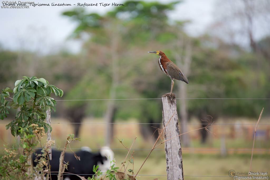 Onoré rayé, identification, habitat