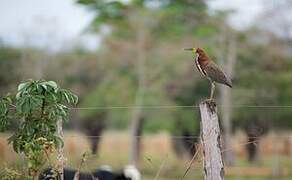 Rufescent Tiger Heron