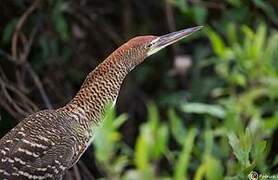 Rufescent Tiger Heron