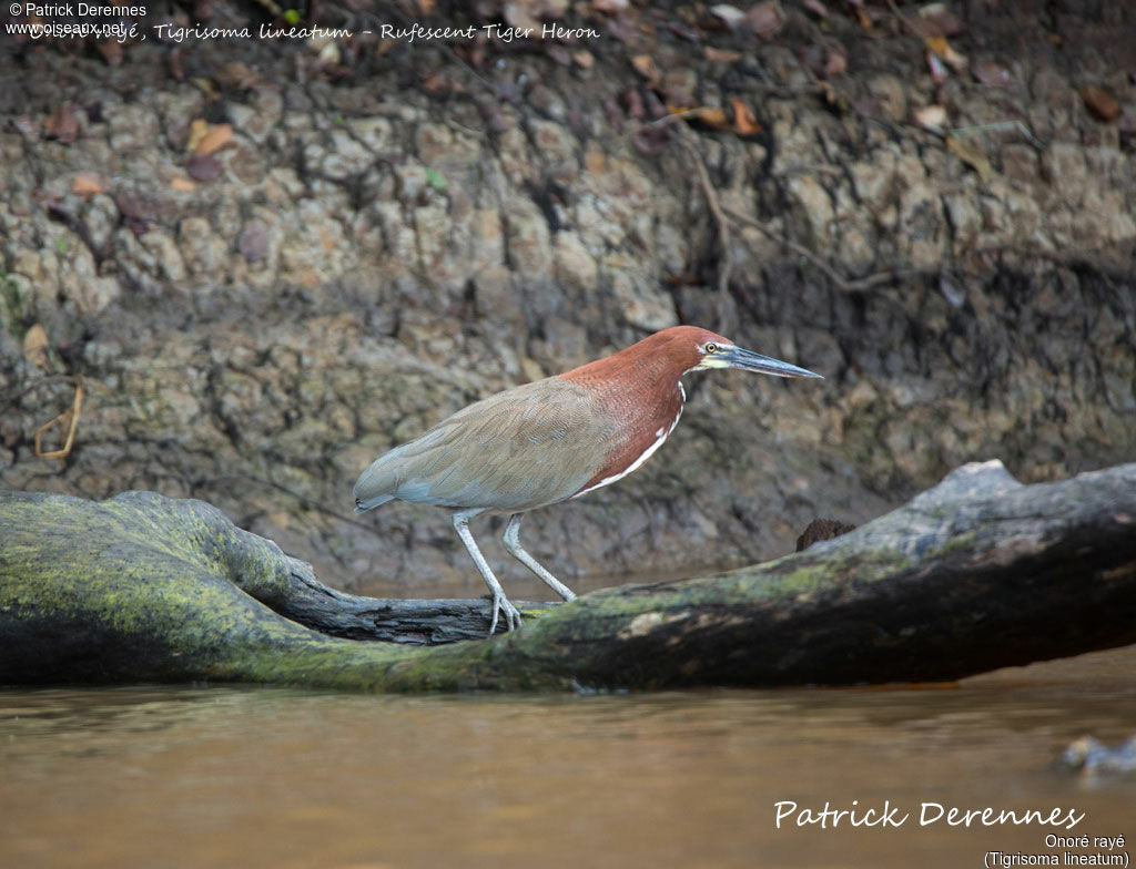 Rufescent Tiger Heron, identification, habitat