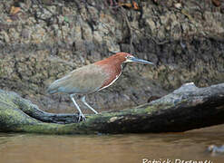 Rufescent Tiger Heron