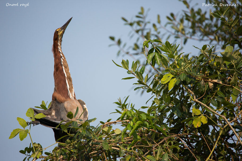 Rufescent Tiger Heron, identification, habitat