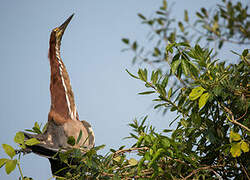 Rufescent Tiger Heron