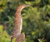 Rufescent Tiger Heron