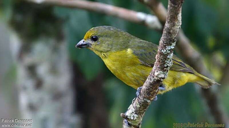 Violaceous Euphonia female adult breeding